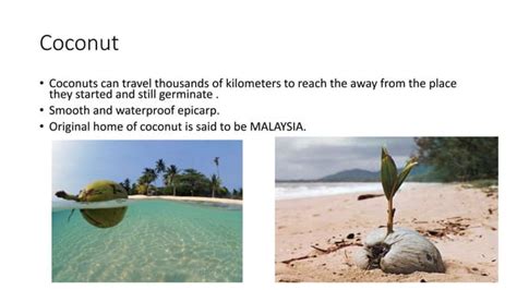 Seed Dispersal Examples 的图像结果