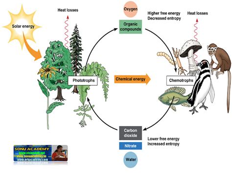 SONU ACADEMY: AUTOTROPHIC NUTRITION-TEXT