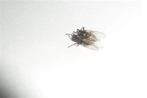 怎么能快速有效的灭苍蝇_蝇类防治_除四害消杀灭虫网