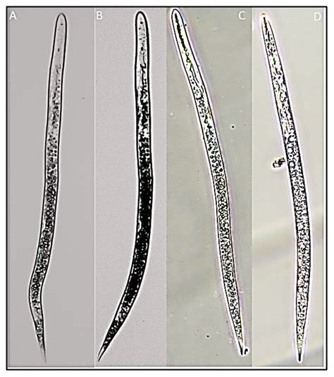 An Insight into Occurrence, Biology, and Pathogenesis of Rice Root-Knot ...
