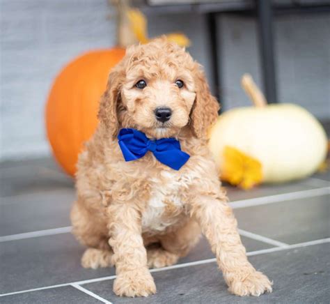 Image result for Cute Cockapoo Puppies