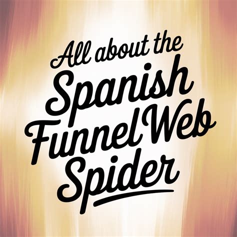 All About The Spanish Funnel Web Spider - Dave In Spain
