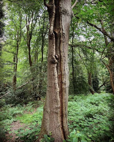 Lightning Scars On Trees