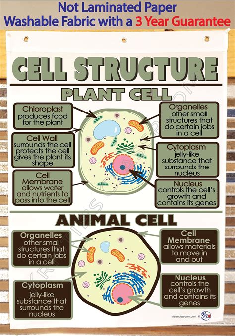 Image result for Basic Structure of a Cell