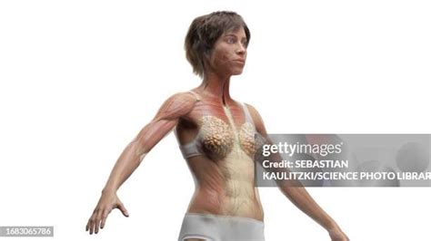 Image result for Shoulder Alignment