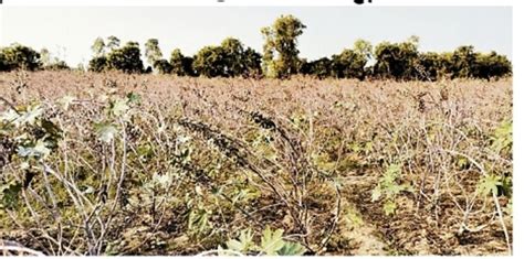 Castor crop in Shirwada, Kankerage, cleaning of castor crop due to ...