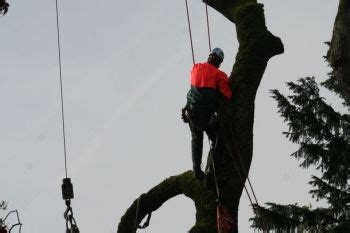 Image result for Alpharetta Tree Service