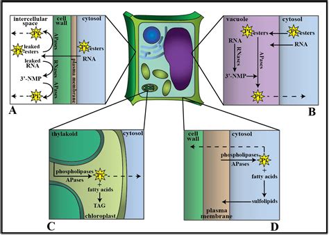 Molecular Mechanisms of Phosphorus Metabolism and Transport during Leaf ...