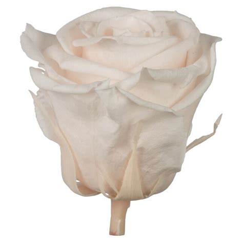 Vickerman 2.5-in Blush Pink Indoor Rose Artificial Plant at Lowes.com