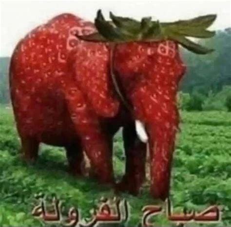 Image result for How Do I Translate Python Out of Arabic Meme