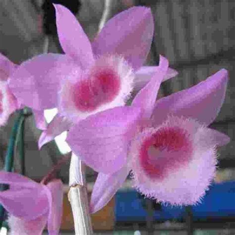 Dendrobium Mentor (Polyanthum X Anosmum) – EXOTICA ORCHIDS