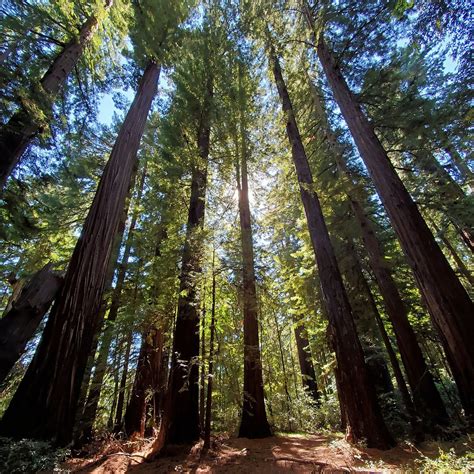 RICHARDSON GROVE STATE PARK: Tutto quello che c'è da sapere