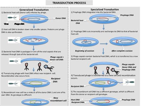 Difference between transfection and transduction definition mechanism ...