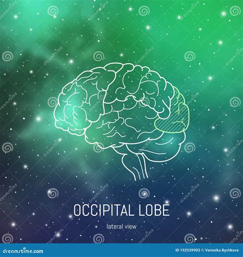 Brain Structure. Visual Cortex Stock Vector - Illustration of medicine, cerebellum: 192539903