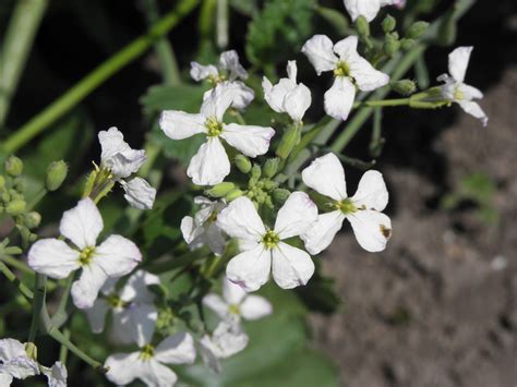 Raphanus raphanistrum subsp. sativus (L.) Schmalh. | Plants of the ...