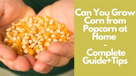 Can You Grow Corn from Popcorn at Home: Guide with Tips 2025