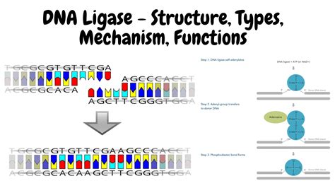 Dna Ligase 138 Dna Ligase Lizenzfreie Bilder, Stockfotos Und Aufnahmen