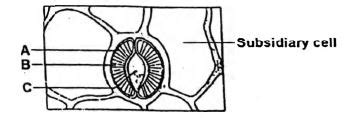 Given below is the diagram of stomatal apparatus. In which of the ...