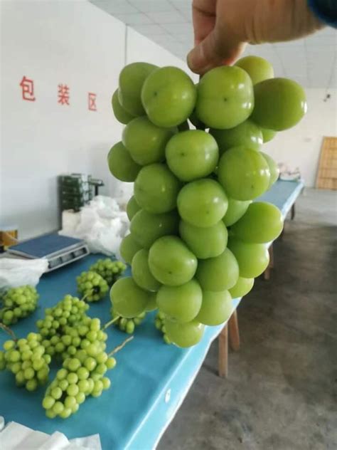 花3万元从云南打“飞的”，月薪六七千元，浦江这个农场来了一群葡萄分拣师