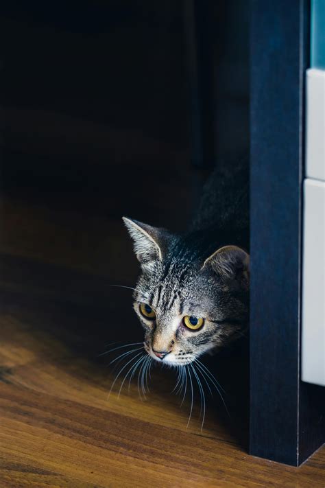 Image result for Scared Scratch Cat