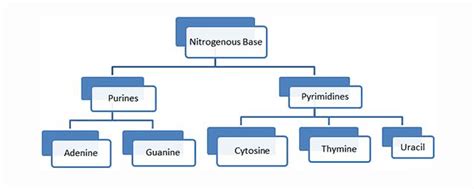 Important Flow Charts: Biomolecules - NEET PDF Download