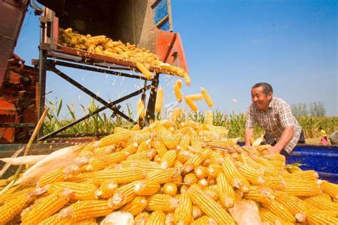 河南夏邑：玉米喜丰收-人民图片网