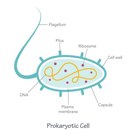 Prokaryote cell diagram vector illustration graphic 35582316 Vector Art ...
