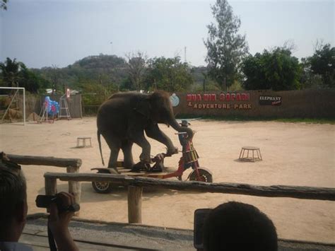 Hua Hin Safari - 2021 What to Know Before You Go (with Photos ...