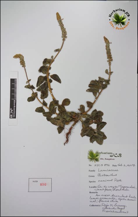 Herbarium JCB