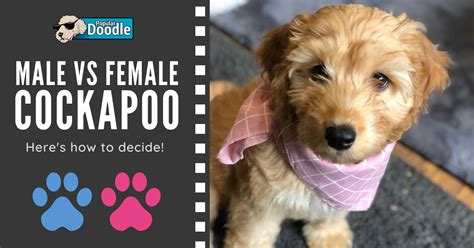 Image result for Female Cockapoo