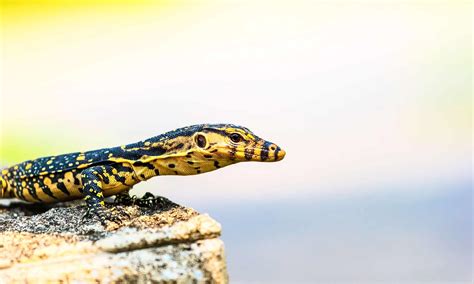 Image result for Dogs vs Monitor Lizard