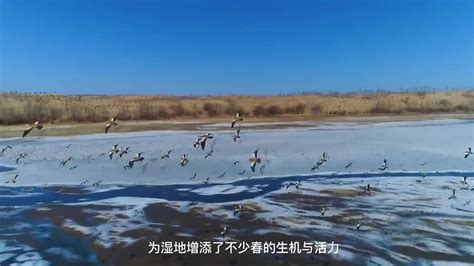 “念念鄱湖 候鸟北迁”江西鄱阳湖候鸟北迁直播活动在永修县吴城镇举行-新华网