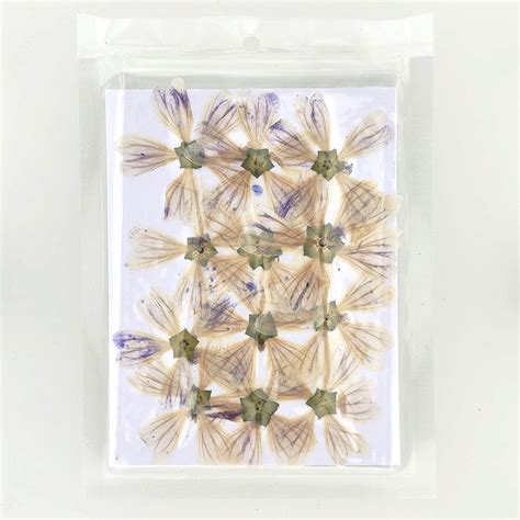 Epilobium Tetragonum Dry Pressed Flower