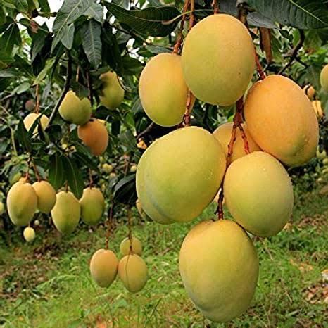 Mphmi Plants Amazingplant mango Tree (Alphonso, Grafted) - Plant Hafoos ...