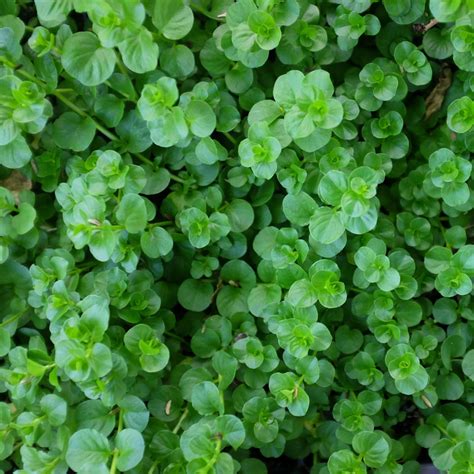 Creeping Jenny Ground Cover