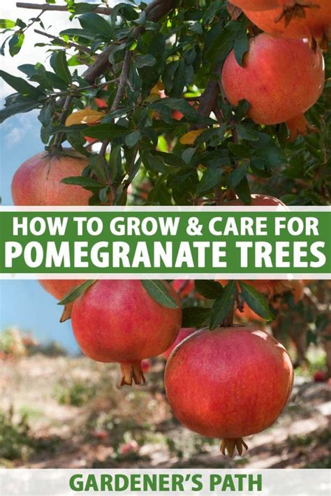Pomegranate Tree Growing Tips 的图像结果