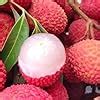 Thailand Litchi Plant Hybrid All Seasons (1-2 Ft) Sweet Tropica Rare ...