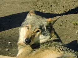 ZooLex Exhibit - Shelter of Wolves
