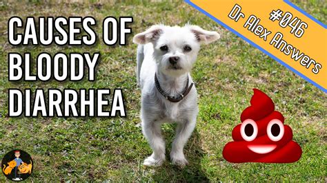 Dog Pooping Blood: Your Next Steps… — Our Pet's Health