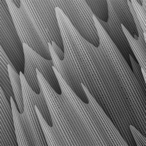 Image result for Moth Wing Patterns