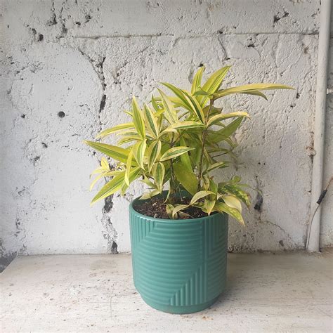 Home | Planterie I New Delhi