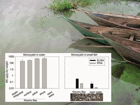 Microcystin Content in Phytoplankton and in Small Fish from Eutrophic ...