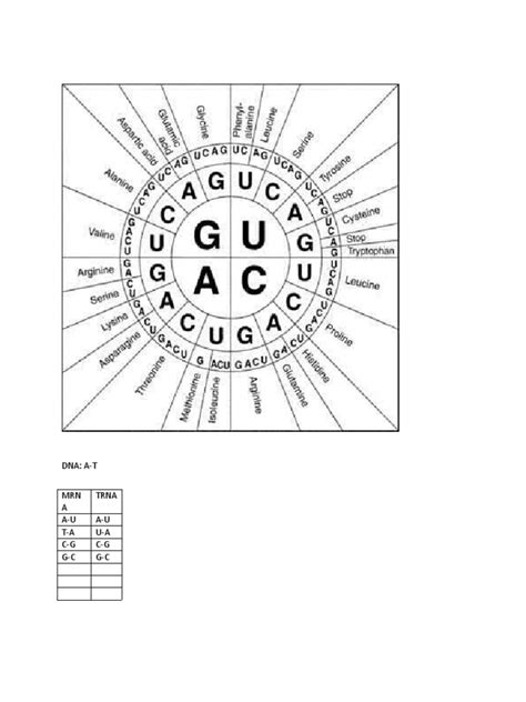 Image result for Codon Chart Reading