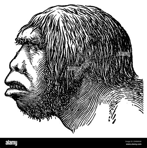 The genus homo Black and White Stock Photos & Images - Alamy