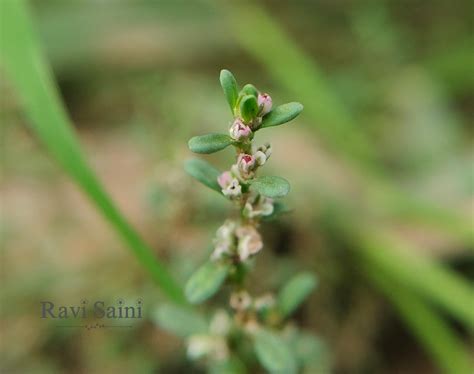 Family: POLYGONACEAE - Plants of Rajasthan