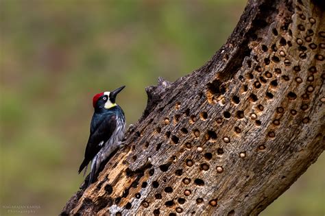 Acorn Woodpeckers and Oaks Go Together
