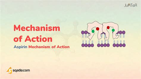 Aspirin Mechanism at Dean Metoyer blog
