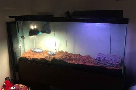 Image result for Box Turtle Homes