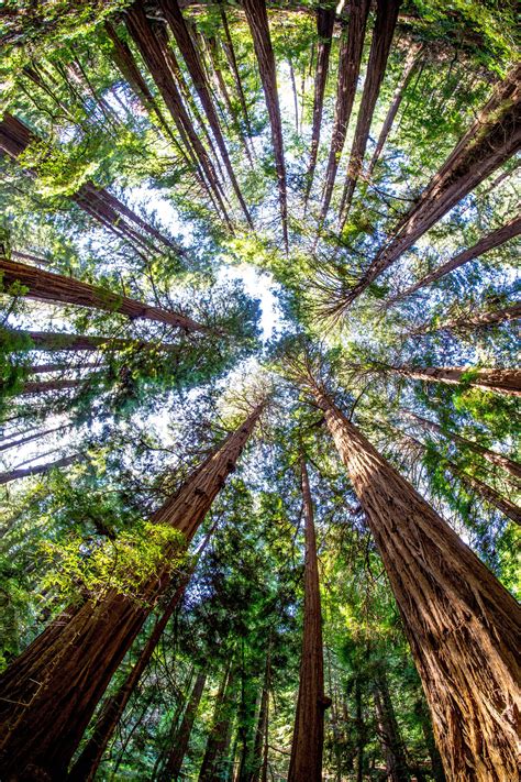 Pinterest Muir Woods