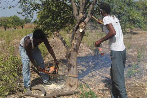 In Marathwada, a severe water shortage has forced farmers to cut down ...